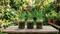 Cara Menanam Daun Bawang di Toples Bekas Sosis agar Tumbuh dan Bisa Dipanen Berkali-kali