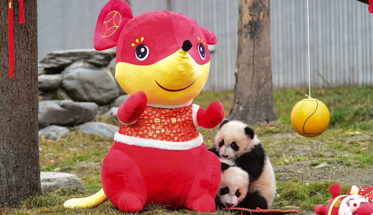 Seekor anak panda yang lahir pada tahun 2019 bermain di dekat dekorasi untuk menyambut Tahun Baru Imlek di tempat perlindungan Shenshuping di Cagar Alam Nasional Wolong, provinsi Sichuan, Jumat (20/1/2020). Imlek 2020 atau tahun baru Cina 2571 jatuh pada 25 Januari mendatang. (STR / AFP)