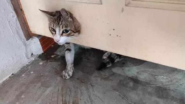 Kisah Kucing yang Kepalanya Terjepit di Pintu Ini Bikin Terenyuh