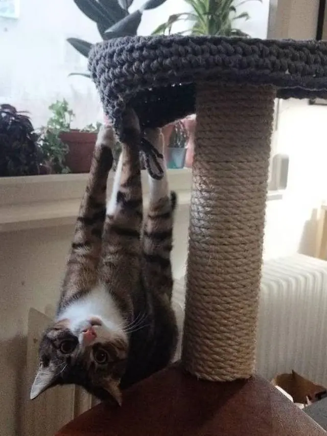 Kucing Caper