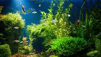 Cara Membuat Aquascape (sumber: iStock)