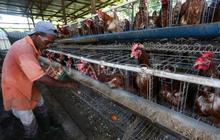 Pembangunan Peternakan Ayam Danantara Senilai Rp20 Triliun Dimulai 28 Januari, Perkuat Ketahanan Pangan Nasional