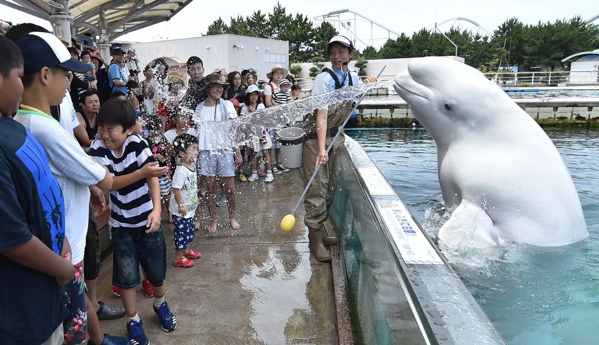 Seekor beluga menyemprotkan air ke arah pengunjung  saat atraksi musim panas di akuarium Laut Paradise Hakkeijima di Yokohama, Tokyo (16/7). Beluga atau paus putih, adalah salah satu spesies terkecil dari ikan paus. (AFP Photo/Kazuhironogi)