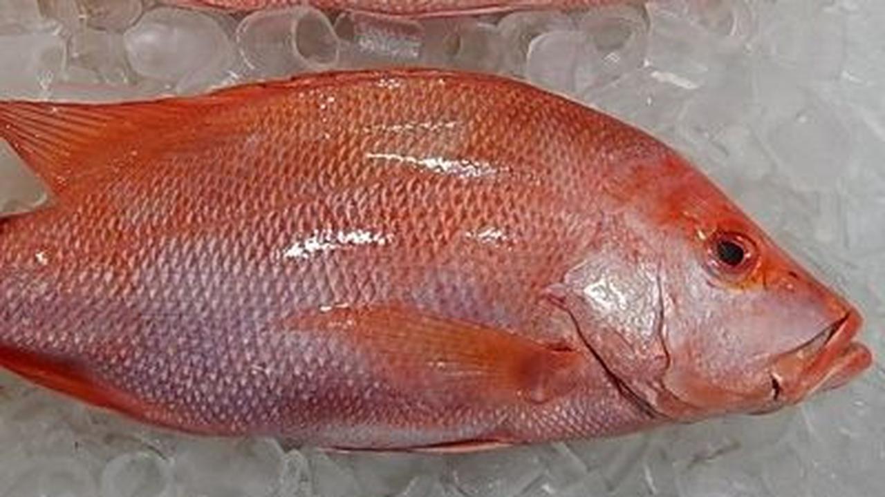 <b>7. Ikan Kakap Merah</b><br>