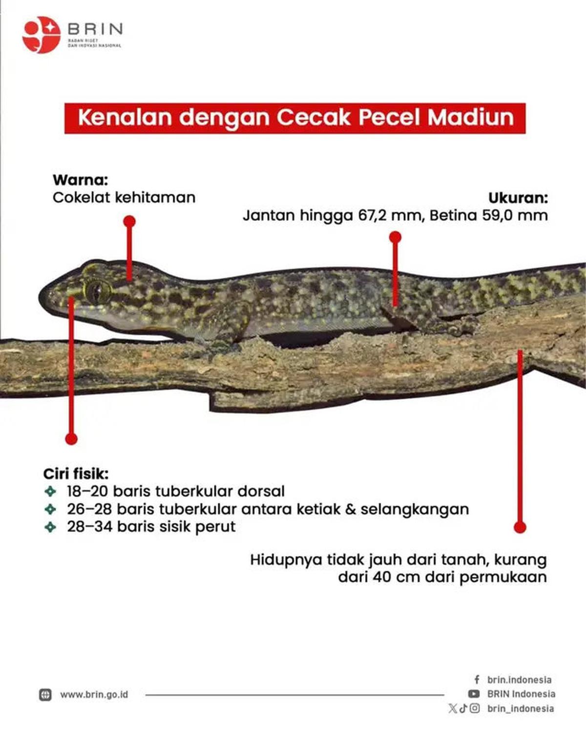 BRIN Berhasil Temukan Cicak Jenis Baru di Madiun, Diberi Nama C. Pecelmadiun