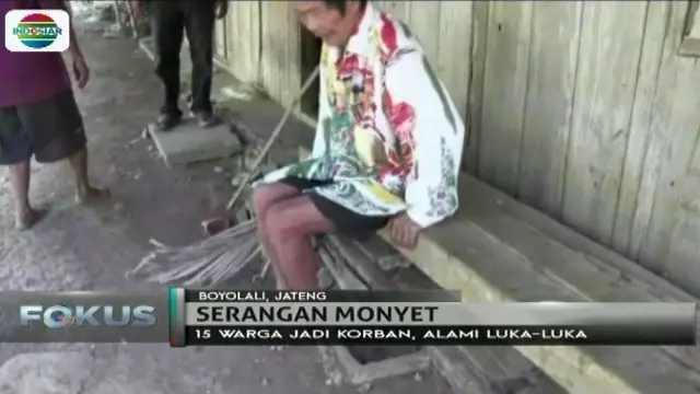 Sekitar 15 warga di Boyolali, Jawa Tengah, terluka akibat serangan monyet liar.