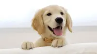 Di Masa Depan, Akan Ada Vaksin Flu untuk Anjing