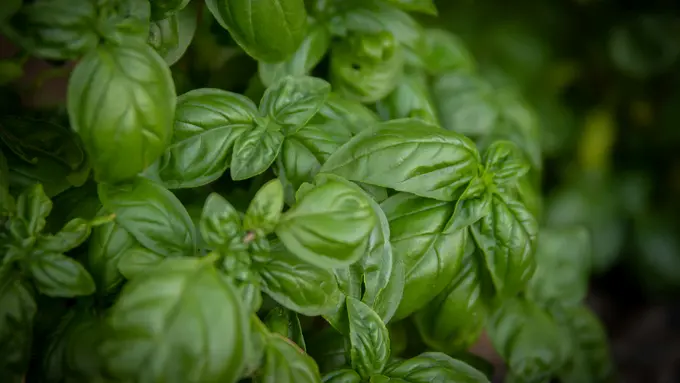 Manfaat Daun Kemangi