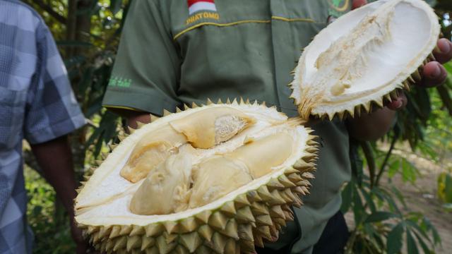 7 Jenis Durian