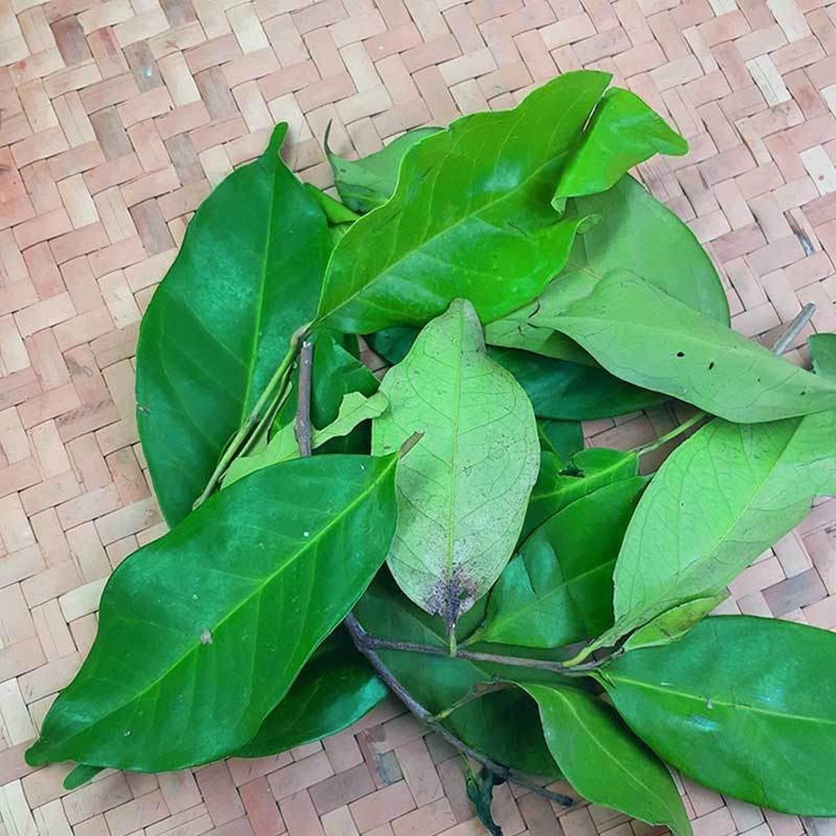 Daun Salam Segar