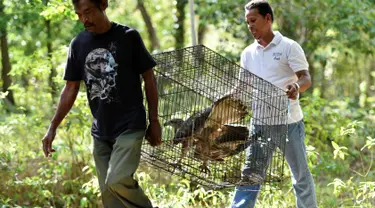 Petugas Badan Konservasi Alam Indonesia (BKSDA) membawa elang dada putih untuk dilepaskan ke alam liar di kawasan hutan Aceh Besar, Aceh, Kamis (1/8/2019). BKSDA Aceh melepasliarkan dua ekor satwa langka dan lindungi yakni Kukang Sumatra dan elang laut dada putih. (CHAIDEER MAHYUDDIN/AFP)