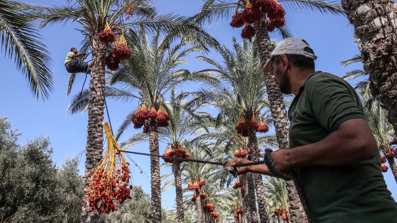 Menengok Petani Palestina Panen Buah Kurma