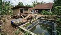 Sistem Peternakan Terpadu Lele, Maggot dan Ayam, Begini Cara Membuatnya