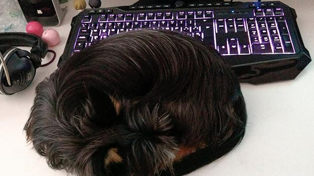 Kocak, 7 Potret Anjing Meniru Tingkah Kucing