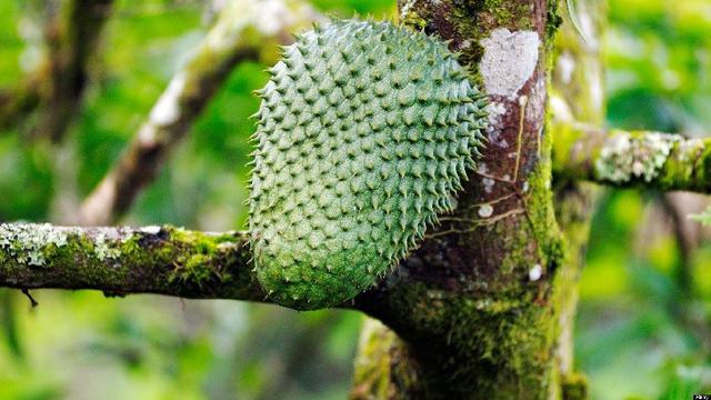 Kiat-kiat Menanam Pohon Sirsak di Rumah yang Benar