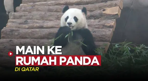 Berita Video, Berkunjung ke Rumah Panda Raksasa yang Berada di Qatar