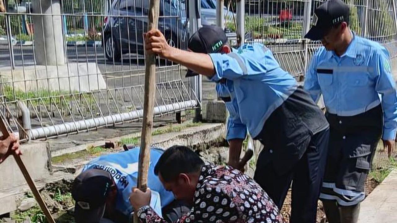 DLH Kota Malang Gencarkan Penanaman Tabebuya, Kembalikan Fungsi RTH Pasca Drainase