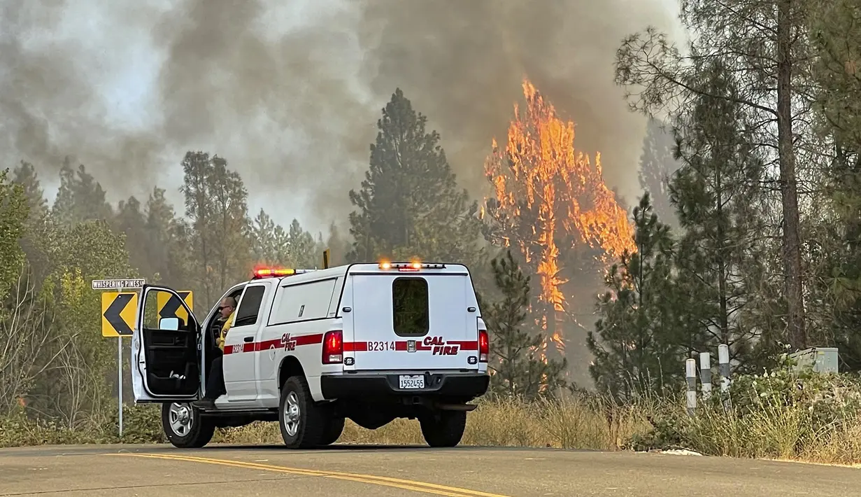 Pohon terbakar saat Kapten Pemadam Kebakaran Cal bekerja di dekat persimpangan Whispering Pines Lane dan Centennial Drive di Grass Valley, California (25/8/2021). Kebakaran hutan telah membara selama seminggu di California Utara terus membesar tak terkendali. (Elias Funez/The Union via AP)