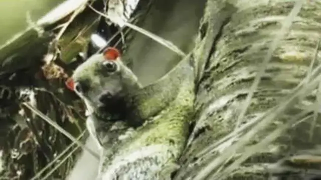 Potret Menembus Batas: Segera Selamatkan Sunca Colugo