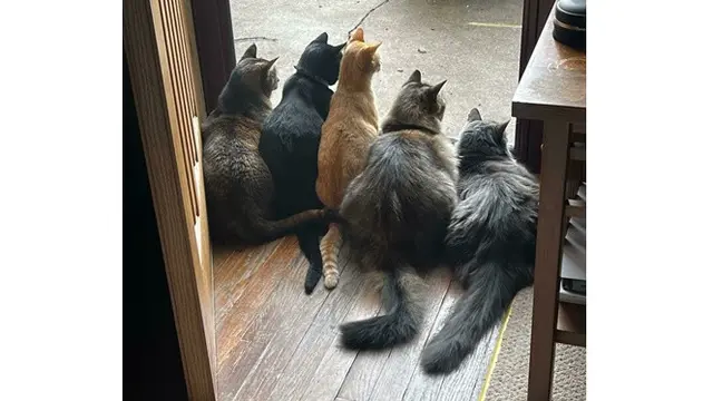 6 Potret Geng Kucing Lagi Kepo Tetangga, Kompak Melongok Pintu dan Jendela