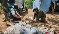 Penemuan fosil gajah purba Stegodon