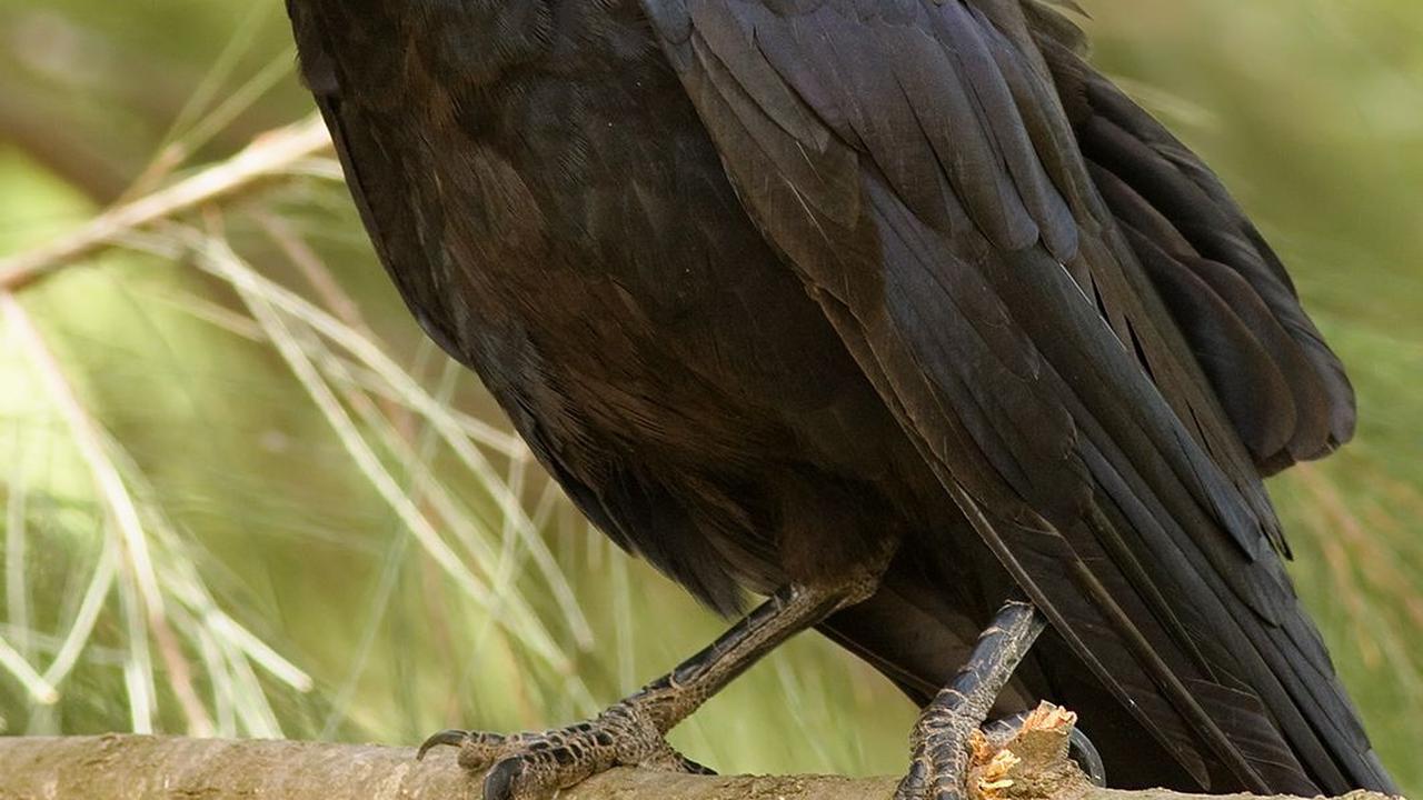 7 Hewan yang Identik dengan Kematian dan Pertanda Buruk