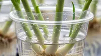 Cara Menanam Daun Bawang di Gelas Plastik Bekas, Solusi Praktis Panen Sayur dari Sudut Rumah