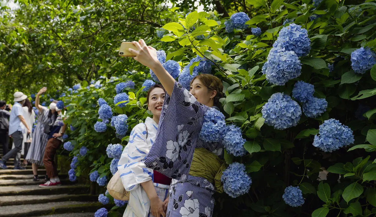 Pengunjung melepas masker untuk berfoto saat bunga hydrangea bermekaran penuh di Meigetsu-in kuil Buddha di Kamakura, Tokyo, Jumat (11/6/2021).  (AP Photo/Kiichiro Sato)