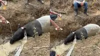 Tapir Terjebak di Parit Kebun Sawit Mesuji, Keluar dari Habitat Konservasi