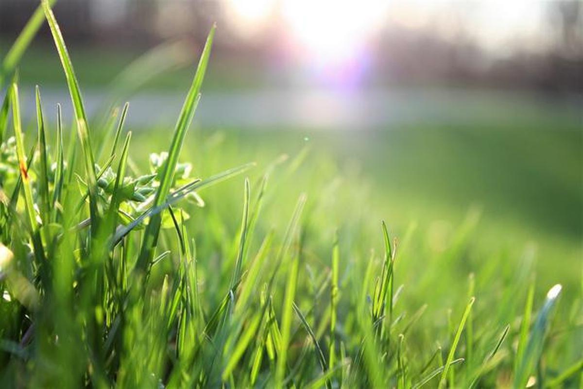 7 Tips Membersihkan Lingkungan agar Ular Sawah Tidak Betah di Sekitar Rumah, Efektif dan Aman