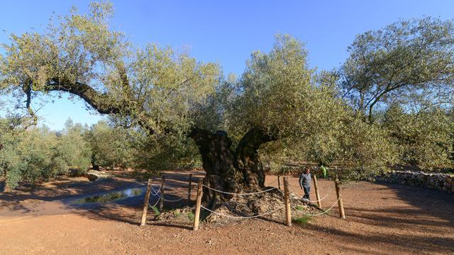 20170104-Pohon-Zaitun-Spanyol-AFP