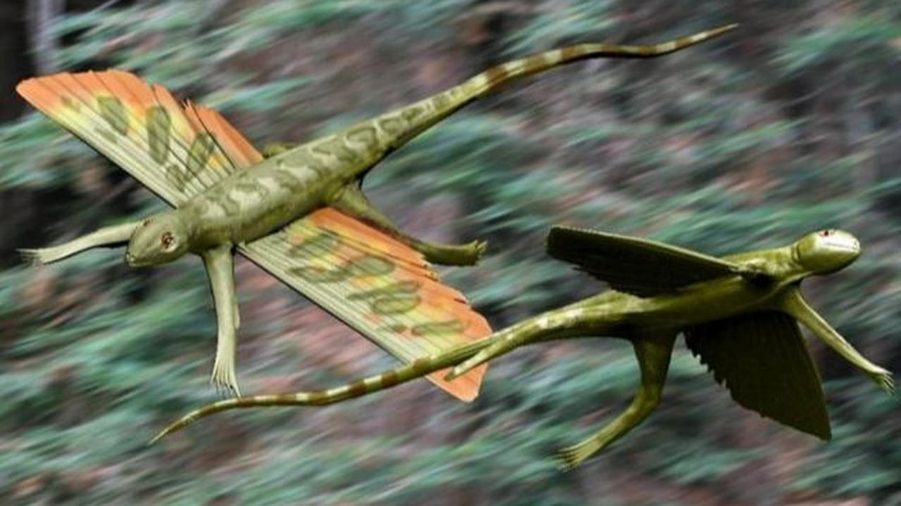 Kuehneosaurus adalah hewan kecil, dan meskipun mirip kadal, secara kekerabatan lebih dekat dengan buaya dan dinosaurus.&nbsp;