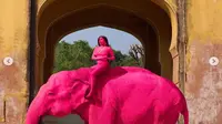 Kontroversi Kematian Gajah Pink di India yang Dihujat Aktivis, Faktanya Diungkap Dokter Hewan