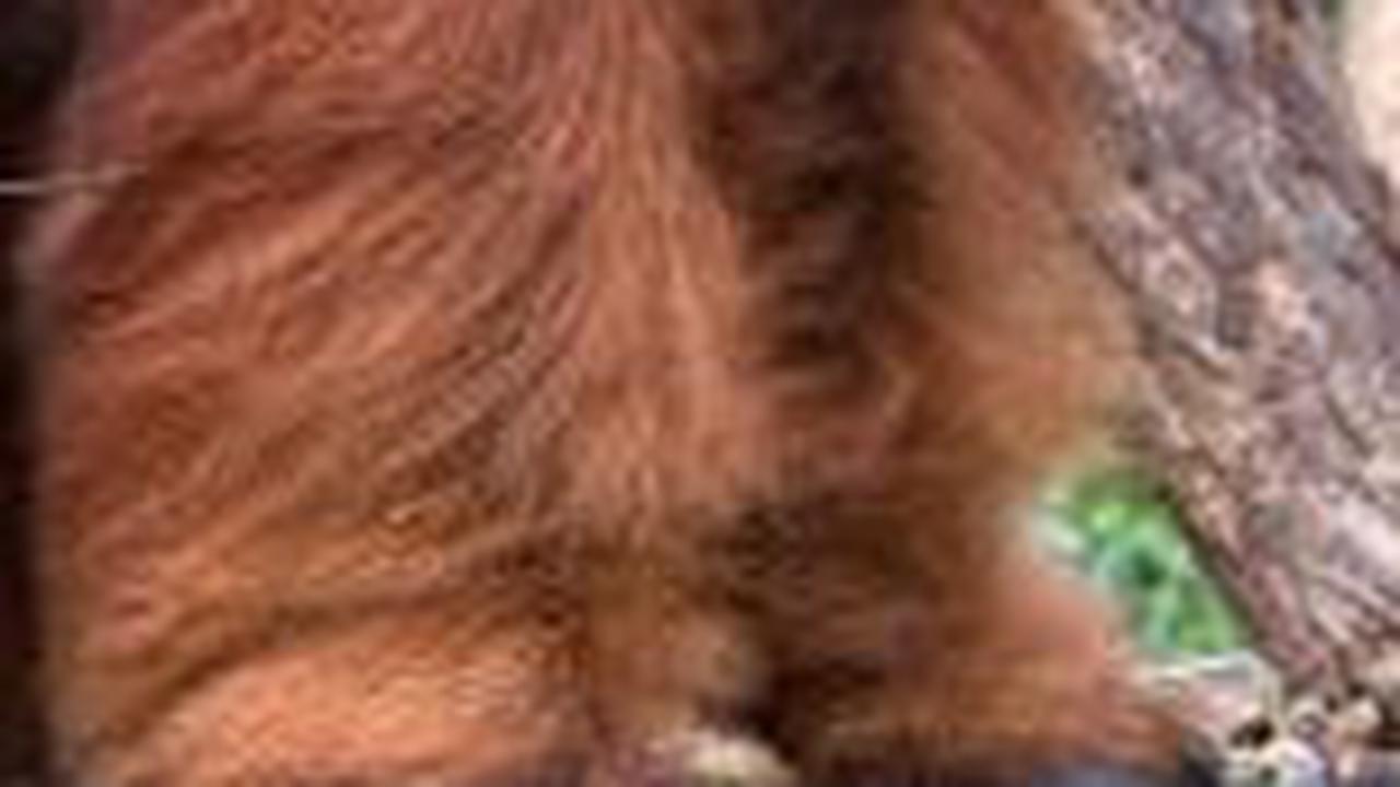 Miris, Video Dua Ekor Orangutan Kurus Kering Melintasi Area Tambang Kutai Timur
