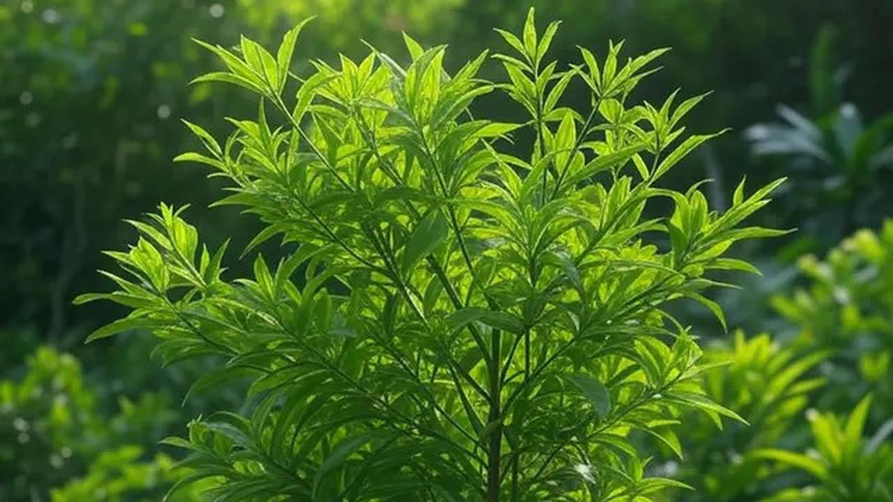 Rahasia Daun Kersen, Bantu Turunkan Kolesterol, Gula Darah, dan Asam Urat dengan Cepat