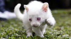 Anak Jaguarundi yang diduga albino (Herpailurus yagouaroundi) bermain di Taman Konservasi Medellin, Kolombia, Kamis (23/12/2021). Jaguarundi kecil harus hidup di penangkaran karena albinismenya mencegahnya berburu, berkamuflase dan melindungi diri dari predator di alam liar. (FREDY BUILES/AFP