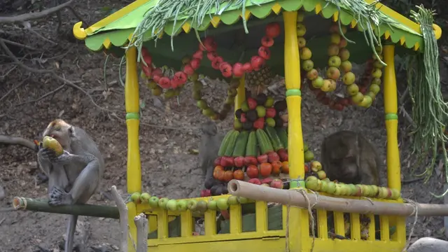 Rwanda Bojana, ritual budaya dan wisata yang dikembangkan untuk melindungi monyet liar di sekitar Desa Cikakak. (Foto: Liputan6.com/Muhamad Ridlo)
