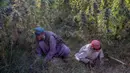 Seorang pria bekerja dengan putranya di ladang ganja pinggiran Kandahar, Afghanistan, 28 Oktober 2021. Taliban bersumpah akan menindak perdagangan obat-obatan terlarang yang sebagian besar memicu pemberontakan mereka yang berhasil. (BULENT KILIC/AFP)