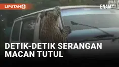 Heboh! Macan Tutul Serang 13 Orang dan Sebuah Mobil