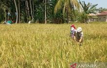 Bulog Sumut Tetap Serap Gabah Petani Selama Libur Lebaran 2026, Jaga Ketersediaan Pangan