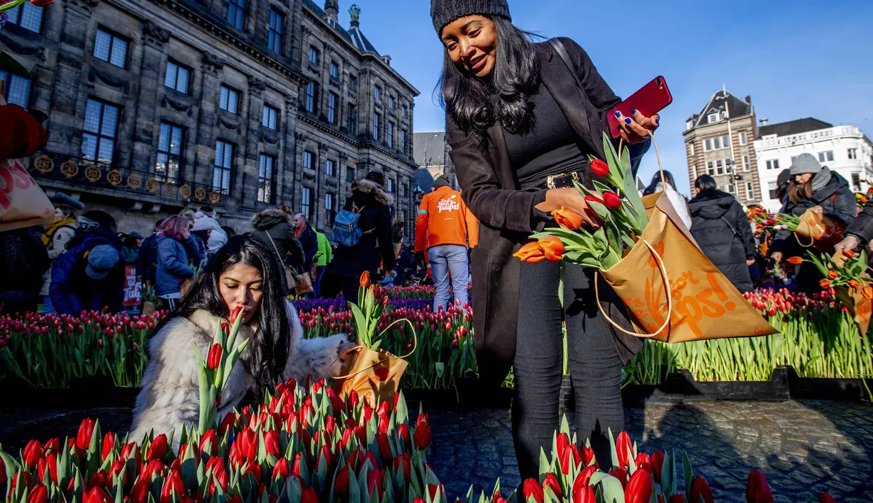 Orang-orang memetik tulip pada Hari Bunga Tulip Nasional di Dam Square, Amsterdam pada 19 Januari 2019. Acara ini merupakan awal musim bunga tulip internasional yang secara resmi dimulai hingga akhir April mendatang. (Robin Utrecht / ANP / AFP)