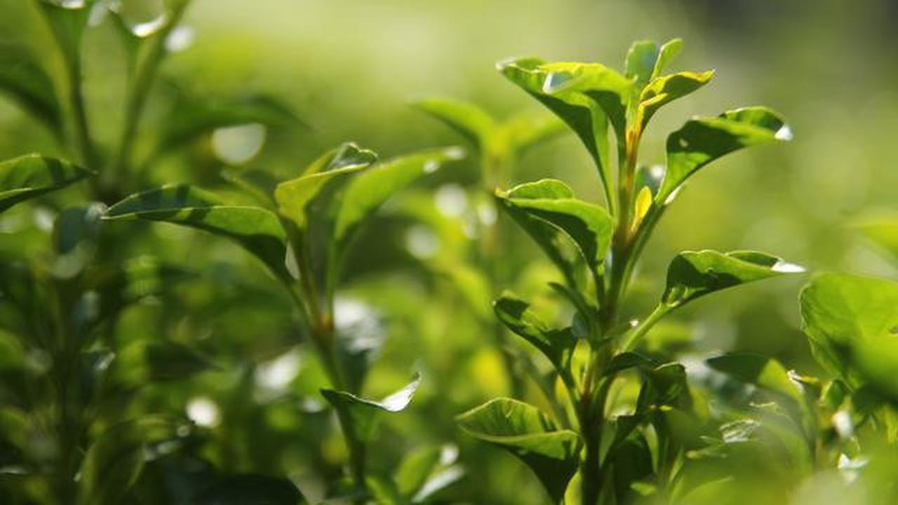 Matcha vs Teh Hijau: Mana yang Lebih Ampuh Turunkan Berat Badan dan Kolesterol?
