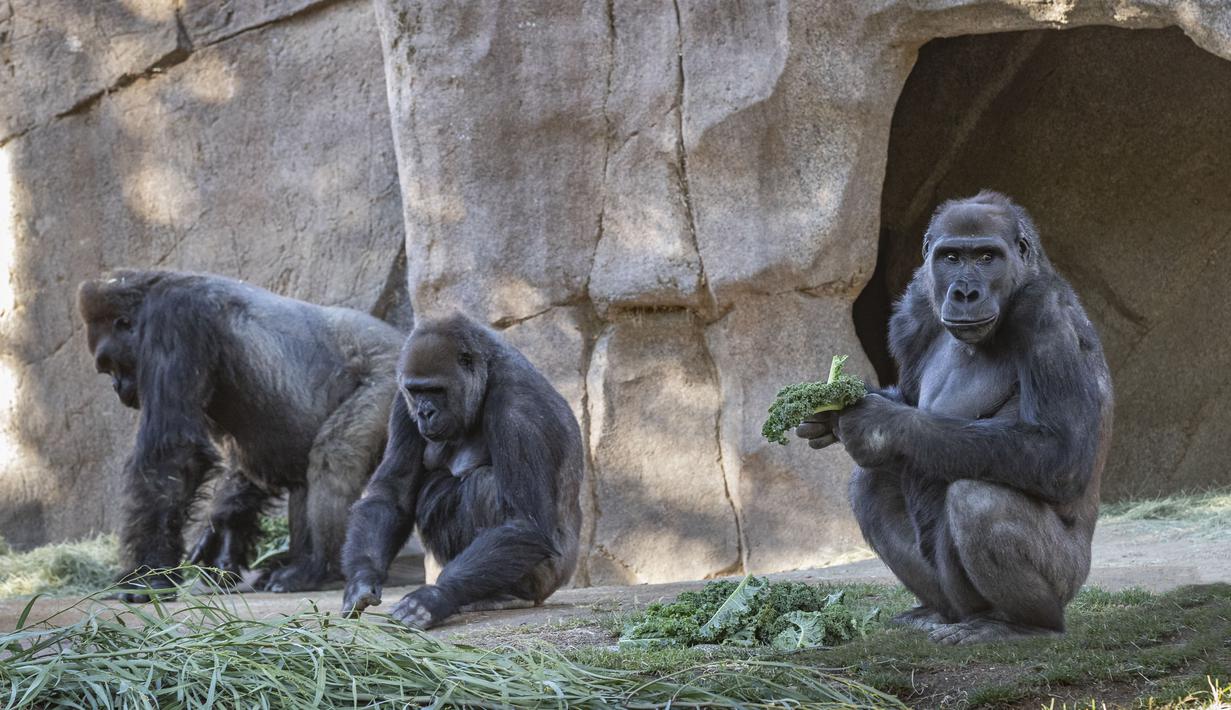 Aktivitas gorila di Taman Safari Kebun Binatang San Diego, California, Amerika Serikat (10/1/2021). Dua ekor gorila yang dilaporkan positif terinfeksi Covid-19 diyakini sebagai kasus pertama penularan virus terhadap kera yang diketahui. (Ken Bohn/San Diego Zoo Safari Park via AP)