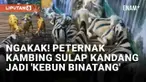 Memiliki kebun binatang adalah impian bagi beberapa orang. Biaya yang mahal sering menjadi penghalang, namun tidak bagi peternak kambing di Situbondo, Jawa Timur ini. Ia menyulap kandang kambing menjadi kebun binatang yang diisi 'macam-macam binatang...