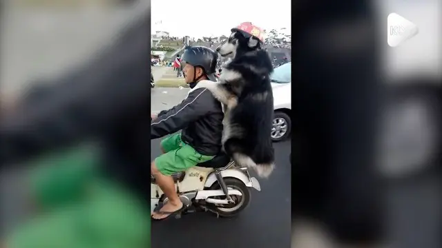 Seorang anjing menunjukkan kedekatannya dengan sang majikan dengan dibonceng bareng naik motor dan bergaya seperti manusia.