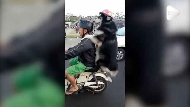 VIDEO: Mesra, Pemilik Bonceng Anjing Peliharaan di Jalanan
