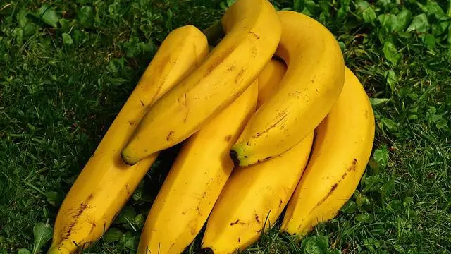 Ilustrasi pisang