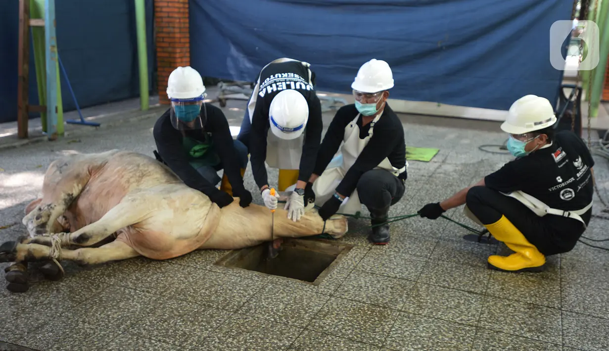 Petugas DKPKP DKI Jakarta saat melakukan simulasi pemotongan hewan kurban pada masa pandemi COVID-19 di Sekolah Al Azhar, Jakarta, Rabu (1/7/2020). Penyembelihat menggunakan anjuran protokol kesehatan agar terhindar dari COVID-19 bagi masyarakat dan para penyembelih. (merdeka.com/Imam Buhori)