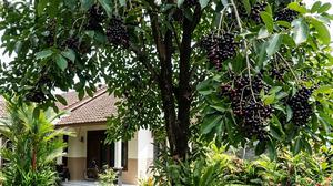 Tips Menanam Pohon Jamblang agar Cepat Tumbuh, Subur, dan Cepat Berbuah