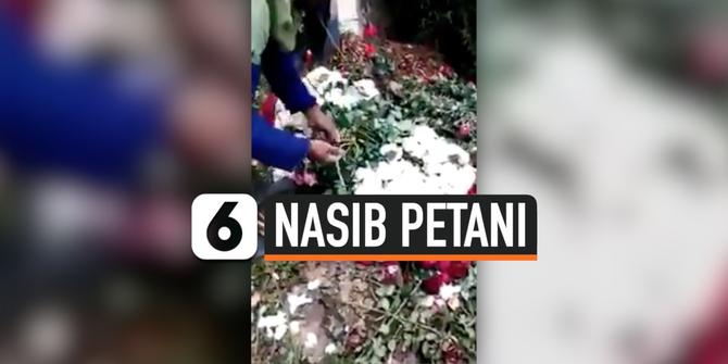 VIDEO: Nasib Petani Bunga Merana, Terpaksa Buang Hasil Panen saat Corona